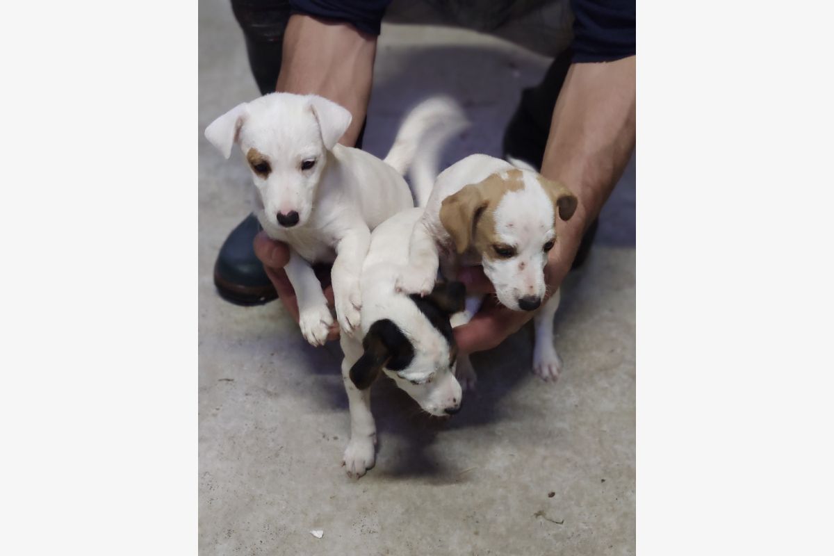 Chiots apparence jack russel