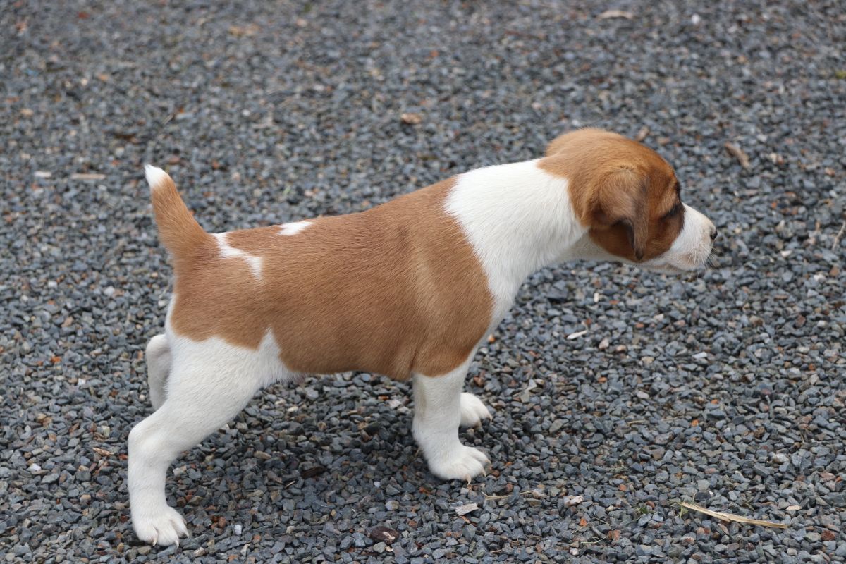 Chiots apparence fox à poils ras