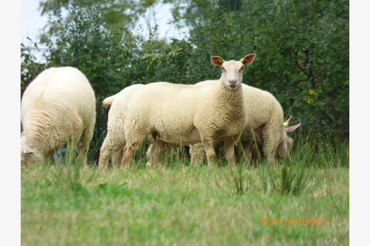 Moutons Charollais