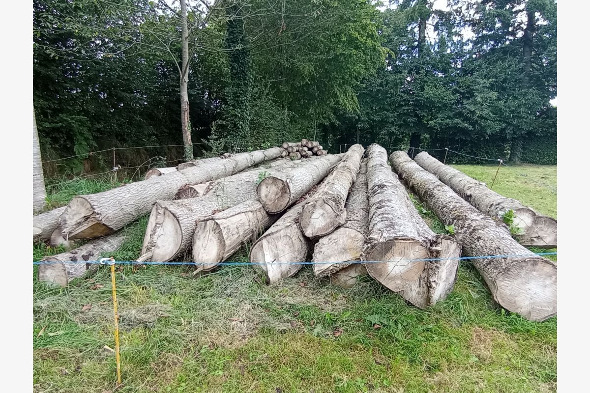 Grumes à vendre