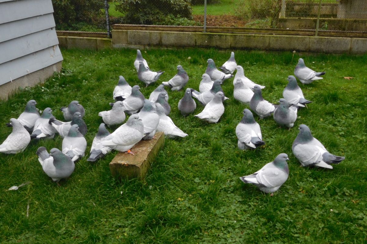 Pigeons