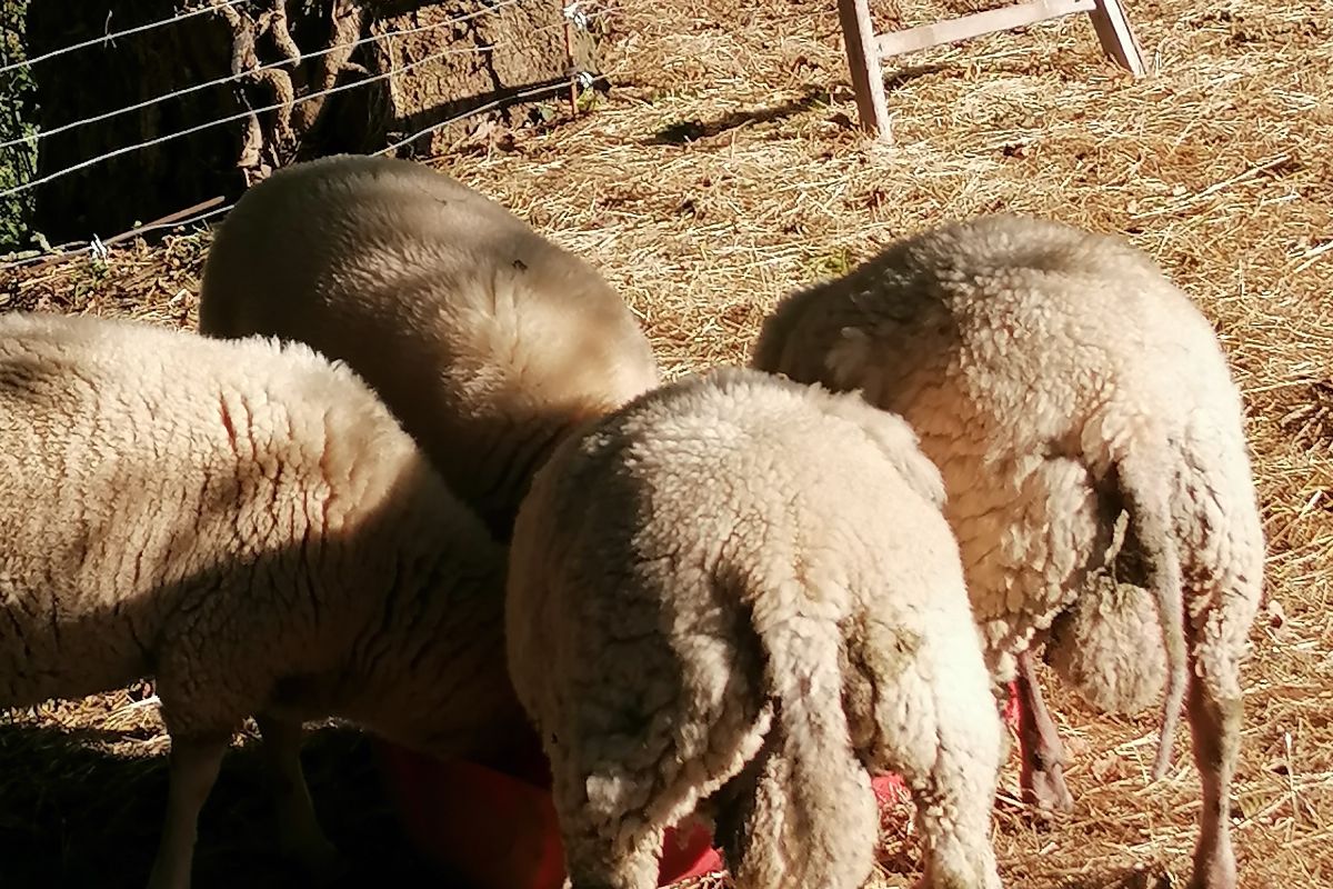 5 agneaux mâle de 8 mois