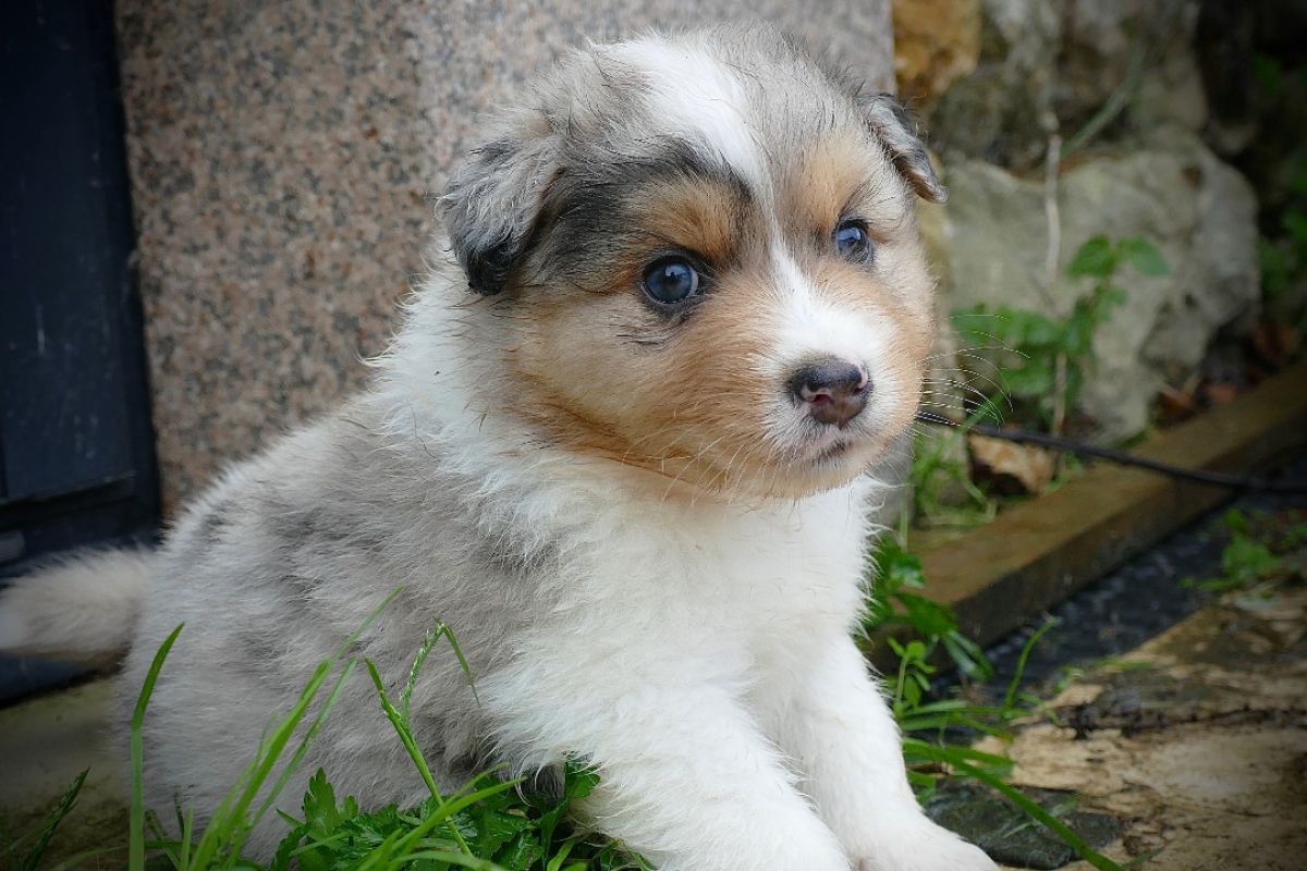 Chiots race berger australien LOF