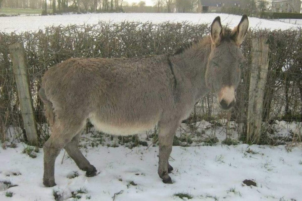 Âne du Cotentin 