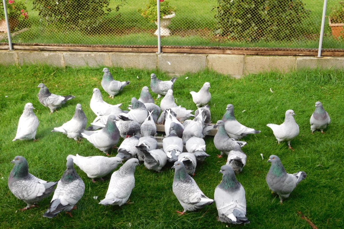 pigeons lynx de pologne