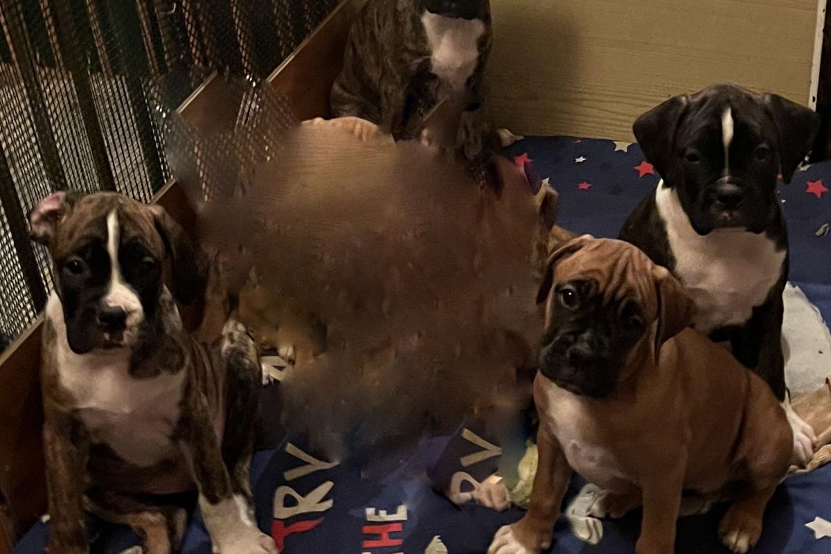 Chiots apparence boxer