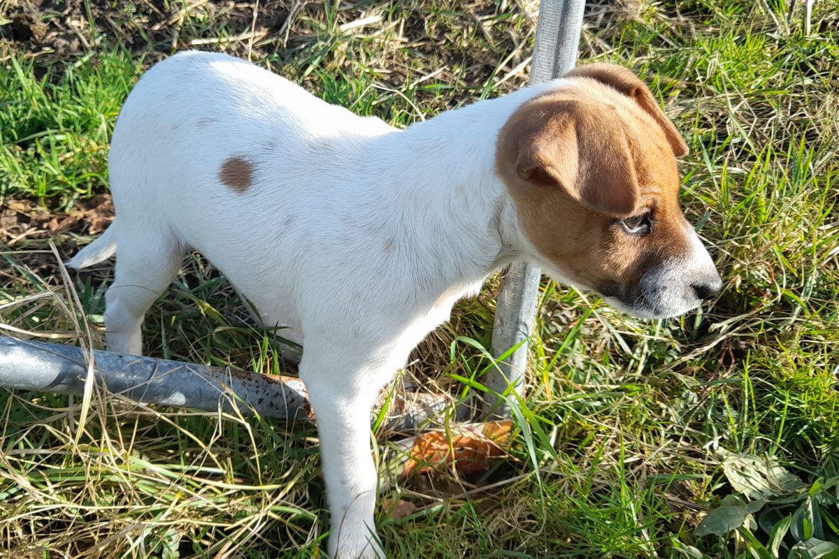 Vends adorable apparence jack russel 