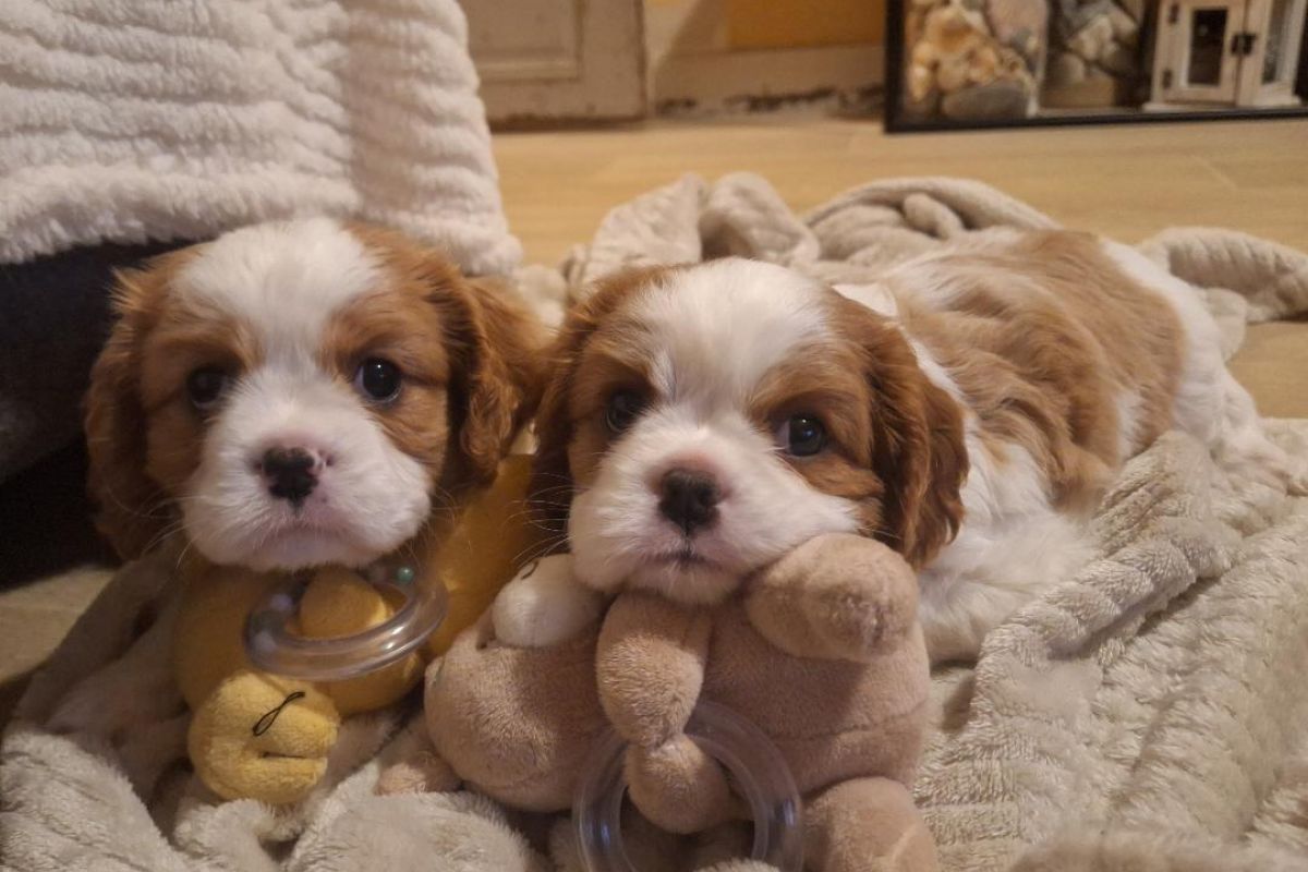 A vendre adorables Cavalier King Charles
