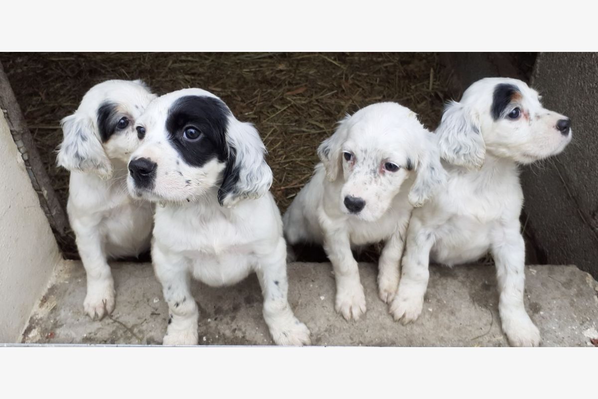 4 chiots apparence Setter Anglais