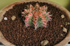 magnifiques cactus gymnocalycium mihanovichii
