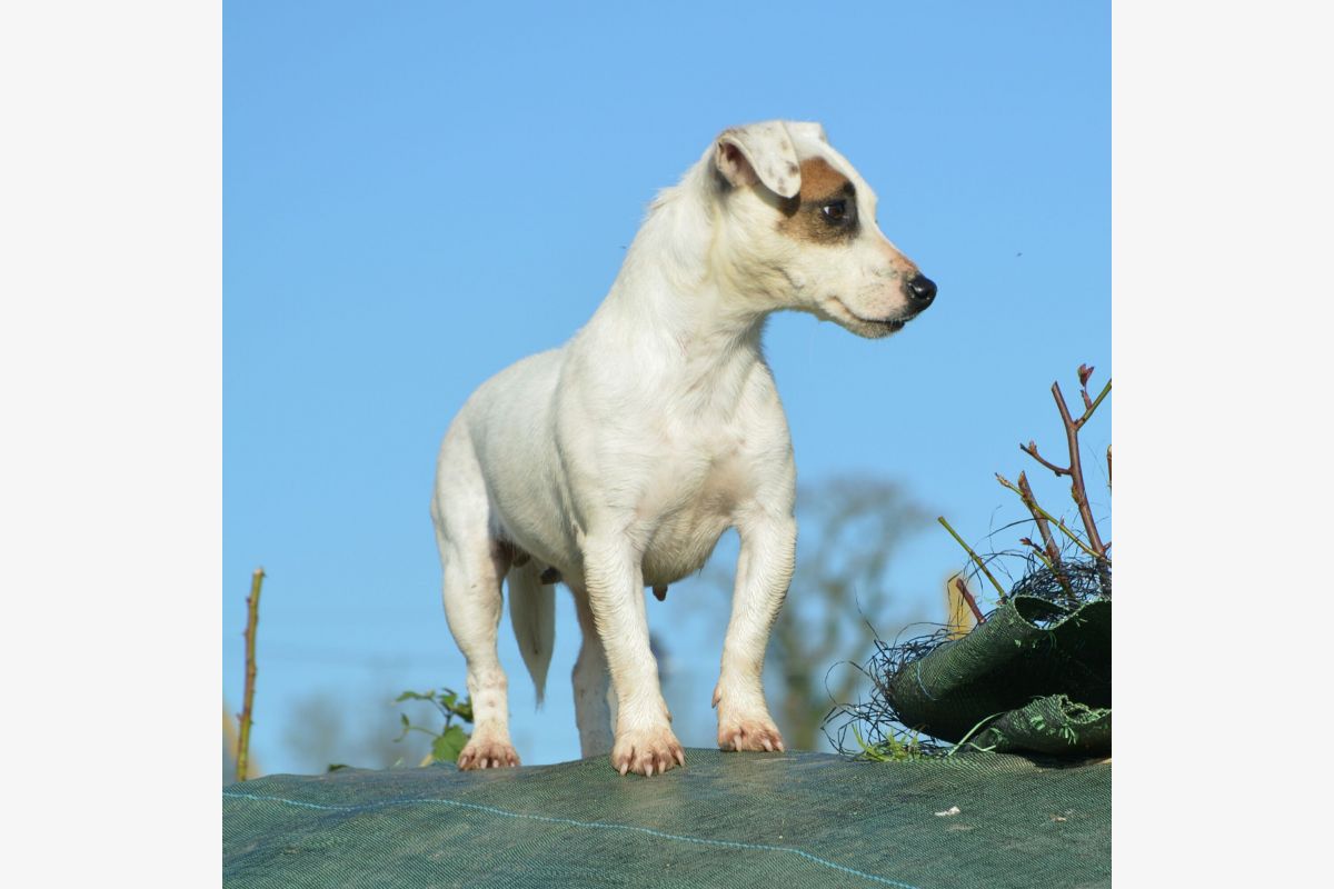 Jack russel terrier LOF - 102638_0.jpg