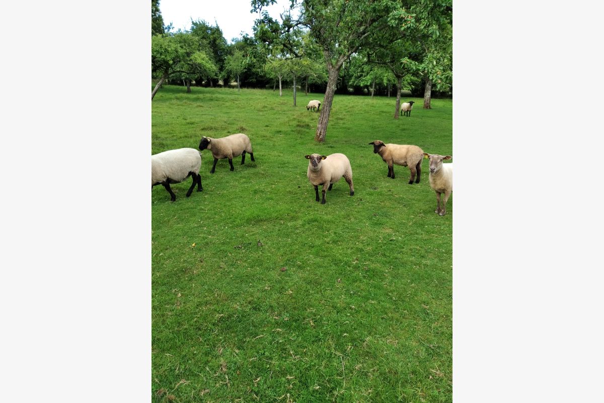 agneaux mâles et femelles Suffolk et roussin - 111777_1.jpg