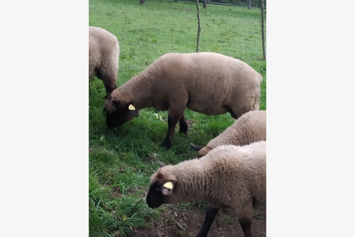 agneaux mâles et femelles Suffolk et roussin - 111777_2.jpg