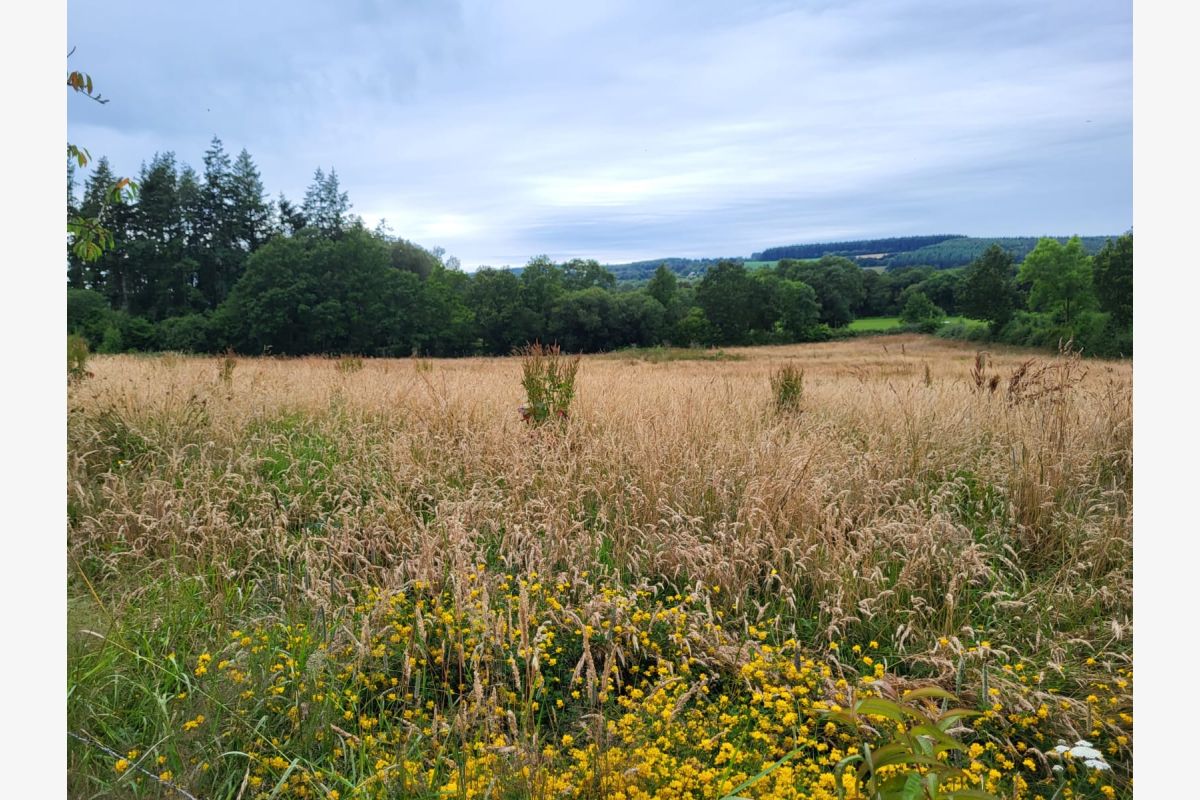 Prairie à faucher and Cl - 114196_0.jpg