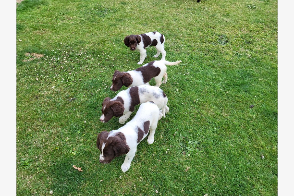 chiots münsterländer - 114537_1.jpg