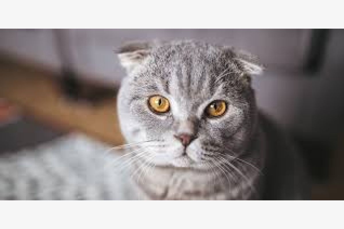 Photo 1 chaton trop mignon