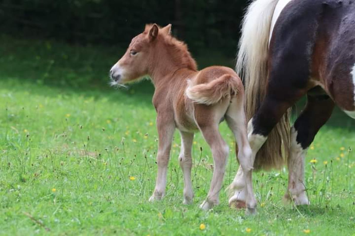 Poulain type shetland  - 121313_1.jpg