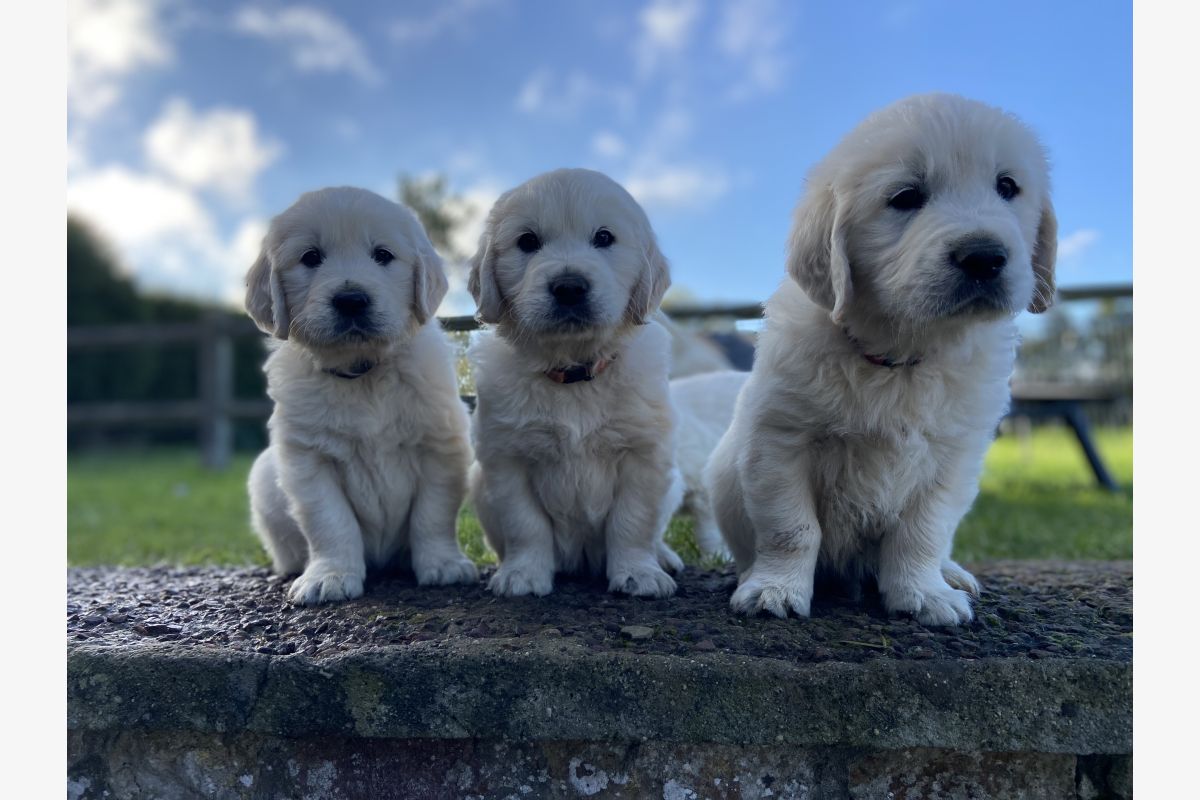 Race Golden Retriever - 126598_1.jpg