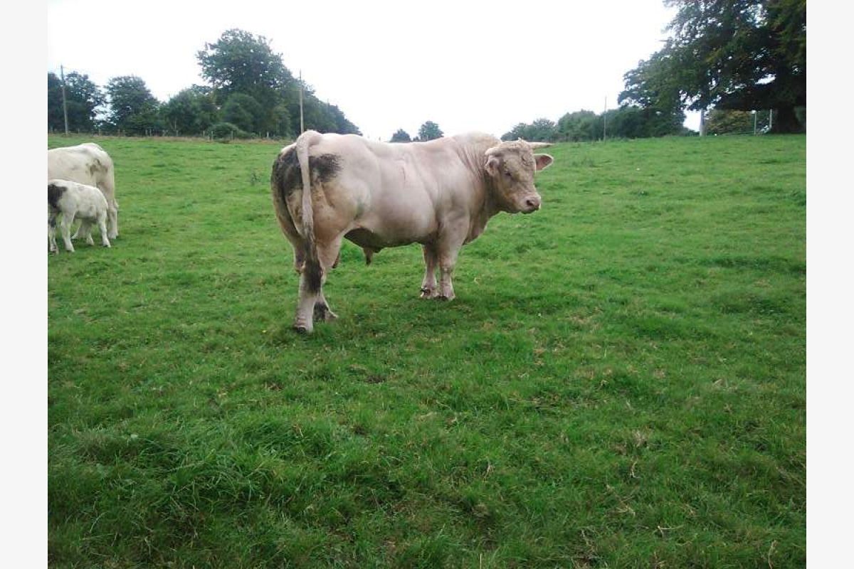 Taureau charolais - 127764_0.jpg