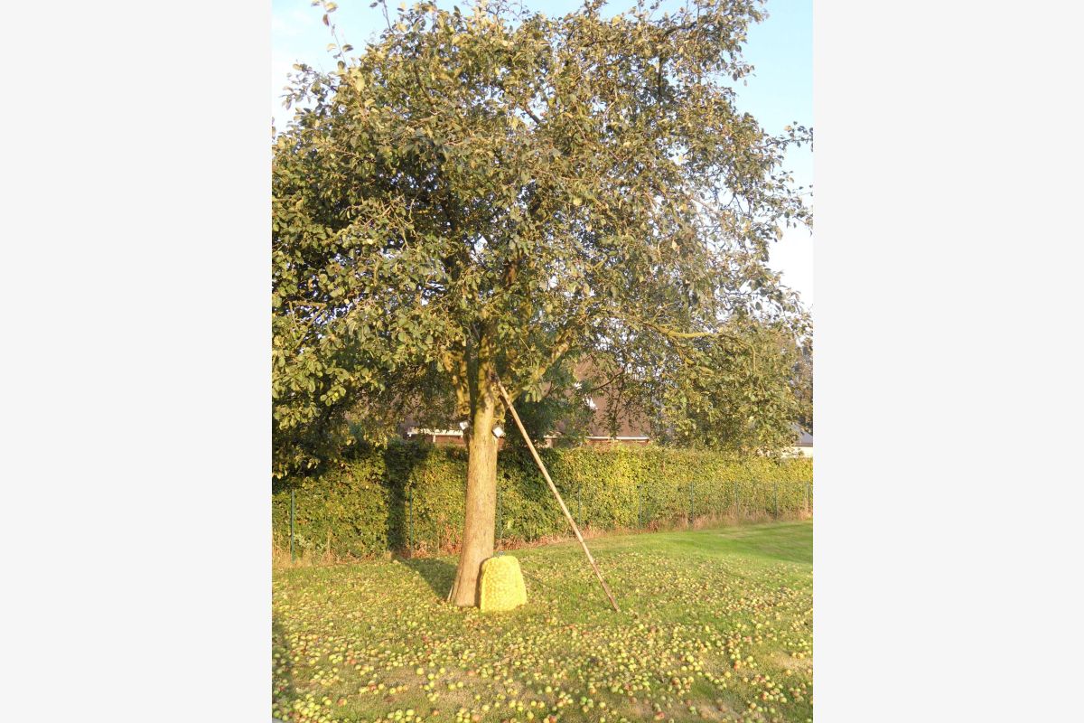 Cidre nouveau fermier soutiré en vrac - 132131_1.jpg