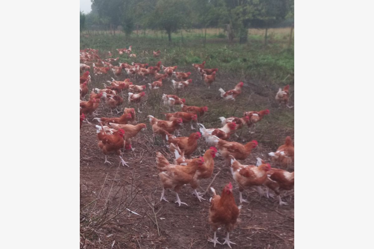 Vends poulets et poulettes fermiers   - 135828_0.jpg