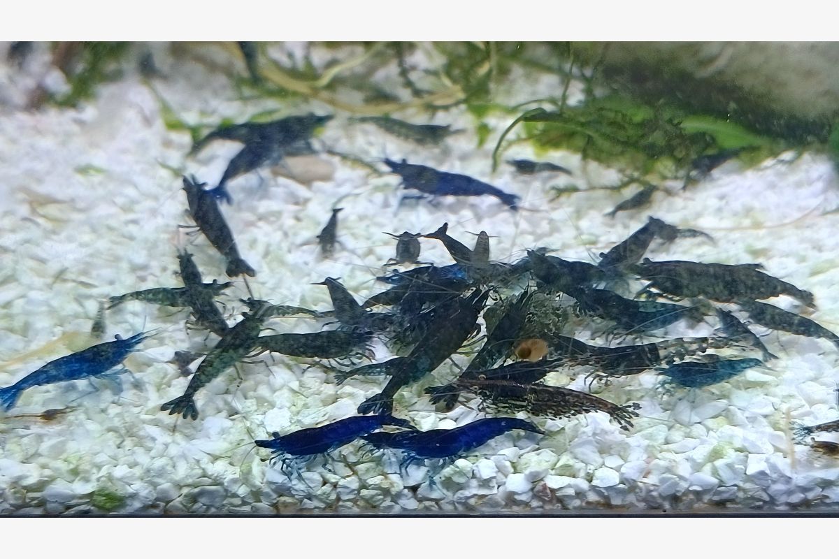 Crevettes bleues pour aquarium - 136585_0.jpg