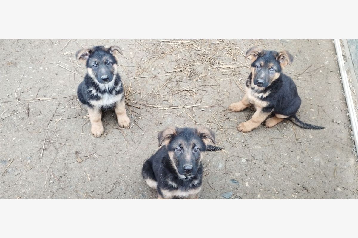 vends chiots berger allemand - 138067_0.jpg