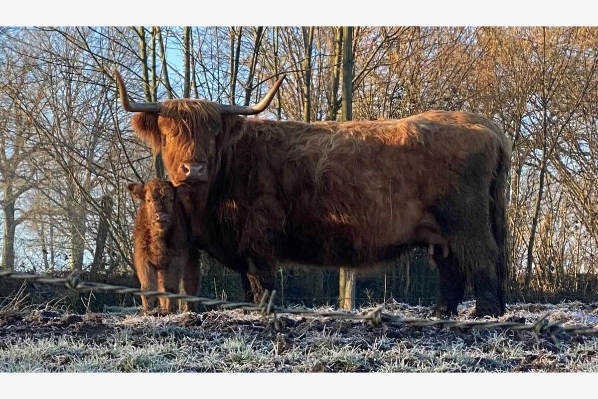 Jolie vache et son veau - 140382_0.jpg