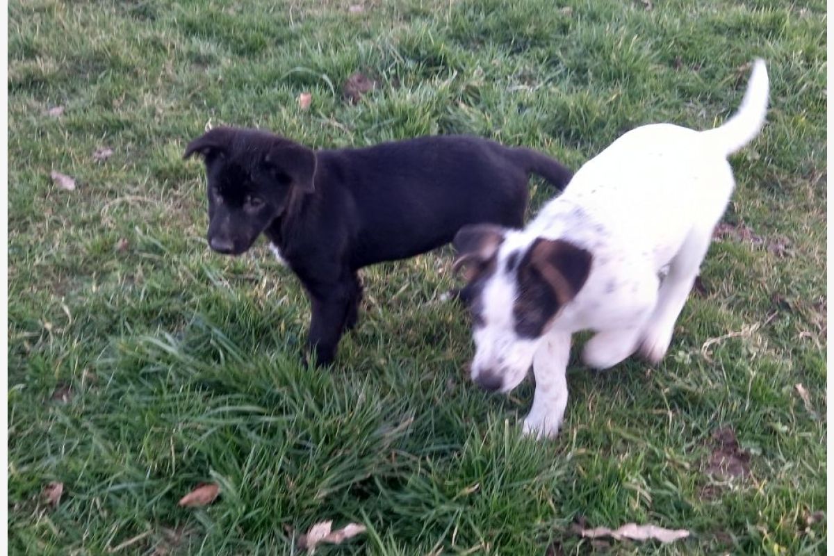 Croisé border collie / berger allemand - 140857_0.jpg