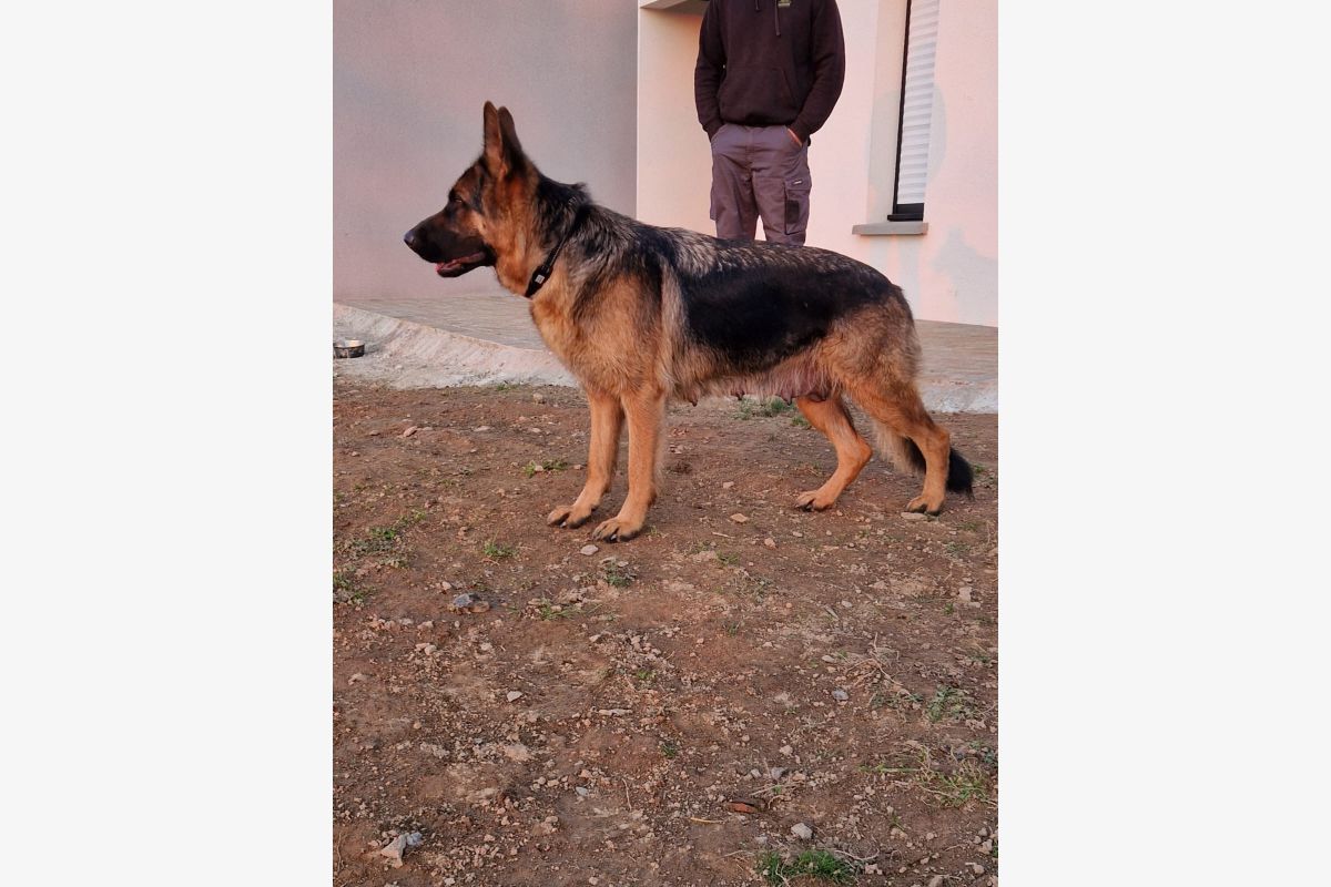 Chiots type berger allemand  - 148031_68112269948e53-46712292.jpg