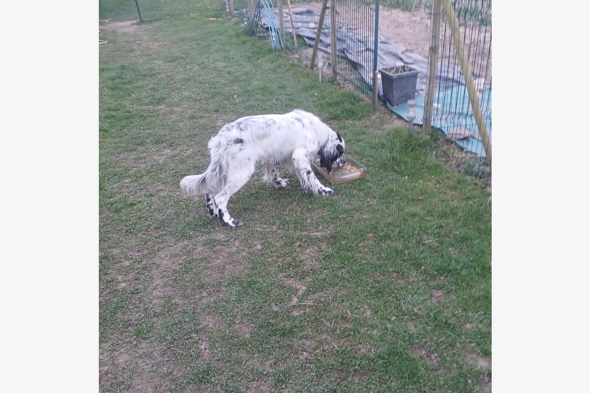 Chiots Setter Anglais - 149050_6821d96dd73358-23516499.jpg