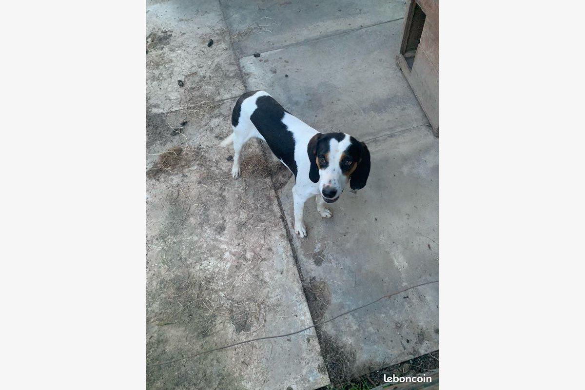 Croisé beagle - 149221_6822601e9c2748-85307957.jpg
