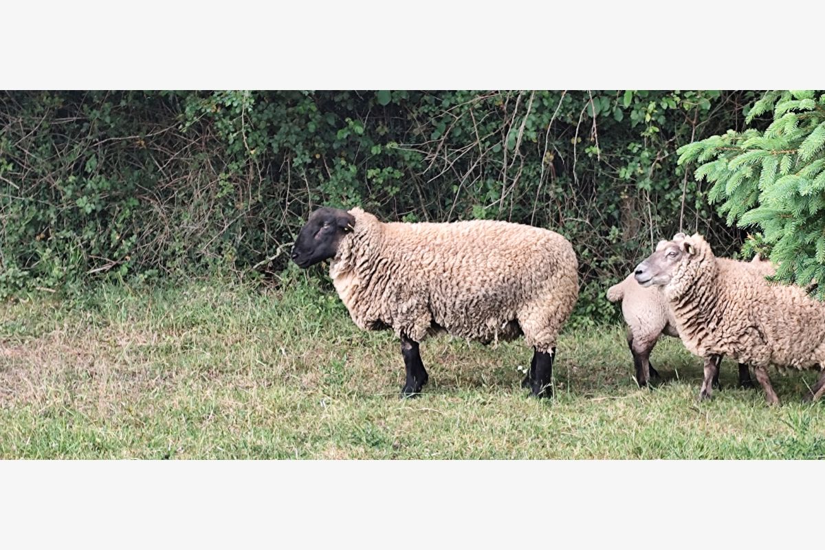 Bélier suffolk - 151163_6834583d0cea41-26567884.jpg