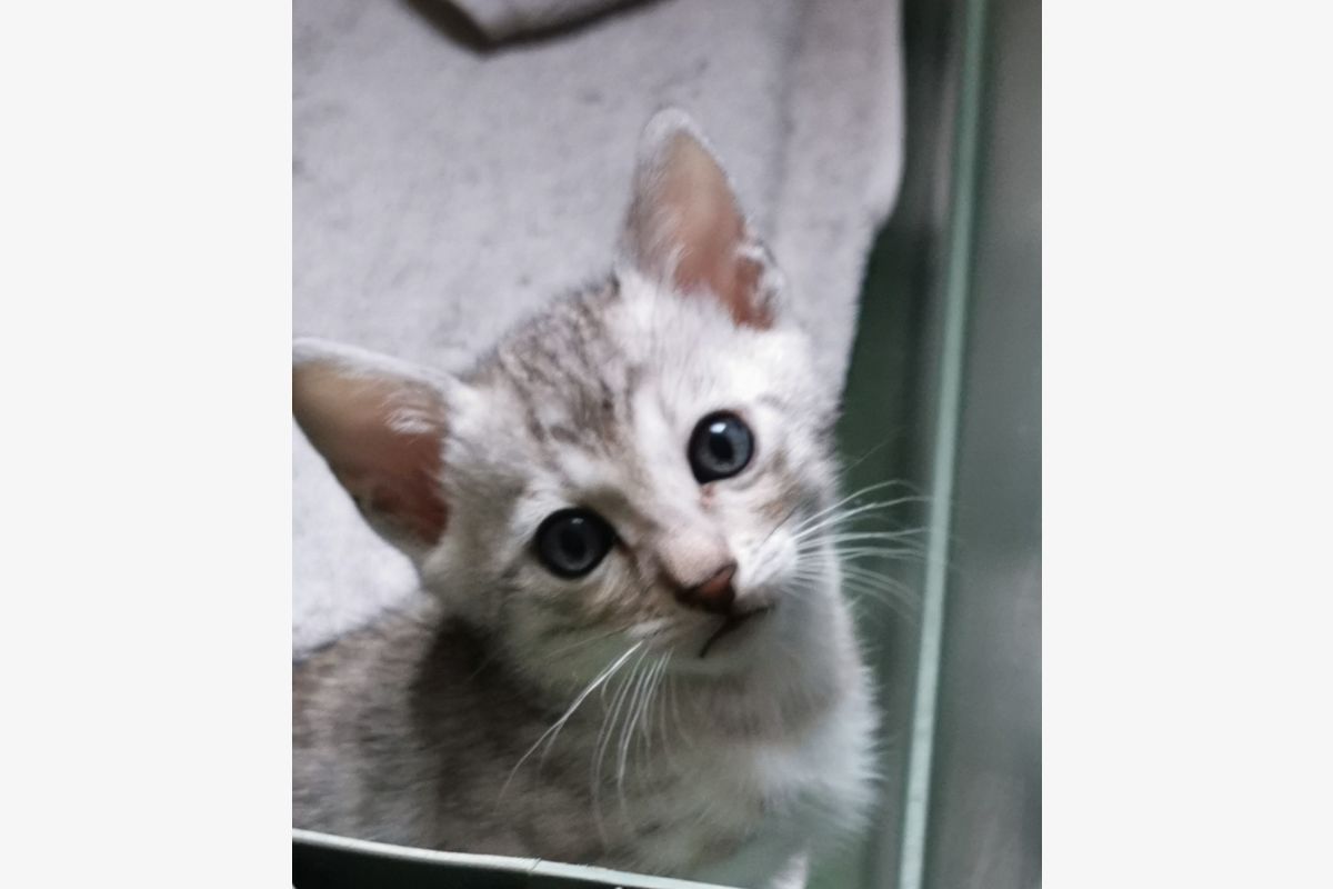 Magnifiques chatons Bengal LOOF - 151547_6838023051bdf5-93103661.jpg