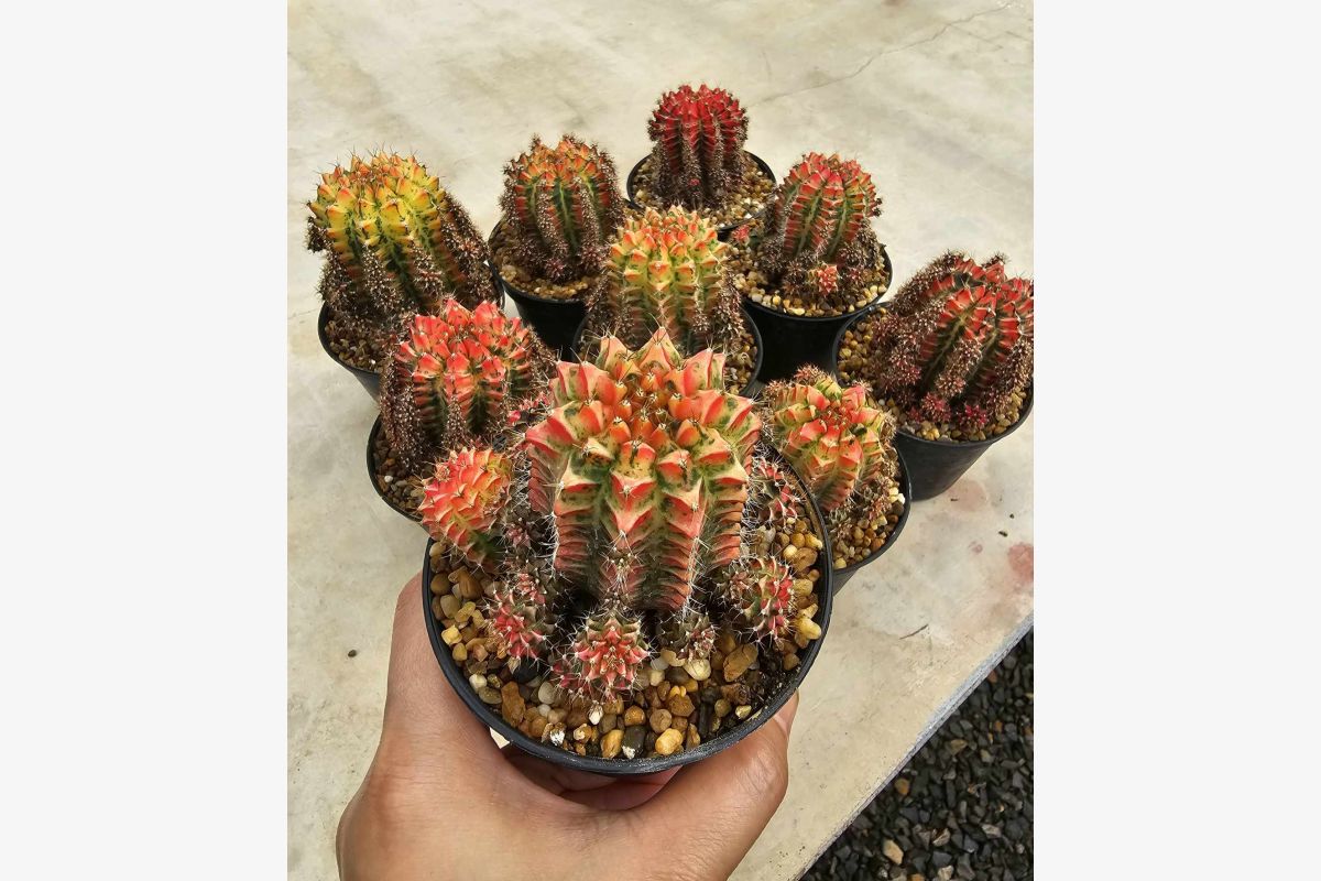 magnifiques cactus gymnocalycium mihanovichii - 151551_68380ea2912030-33291338.jpg