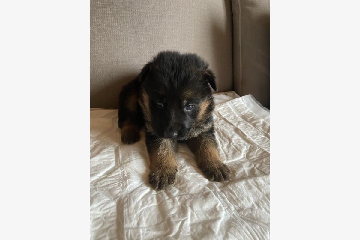 chiots berger allemand - 152530_68442846e60043-01799355.jpg