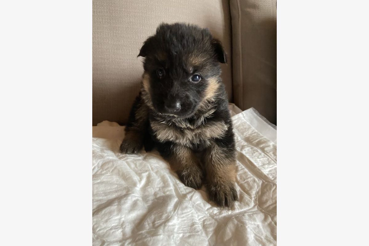 chiots berger allemand - 152530_68442847adff16-05759374.jpg