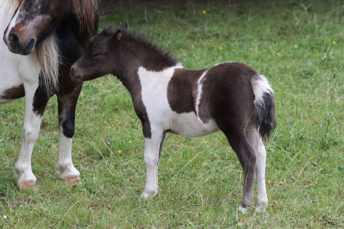 Poulain type shetland  - 152552_6846cab7539bb8-85738721.jpg