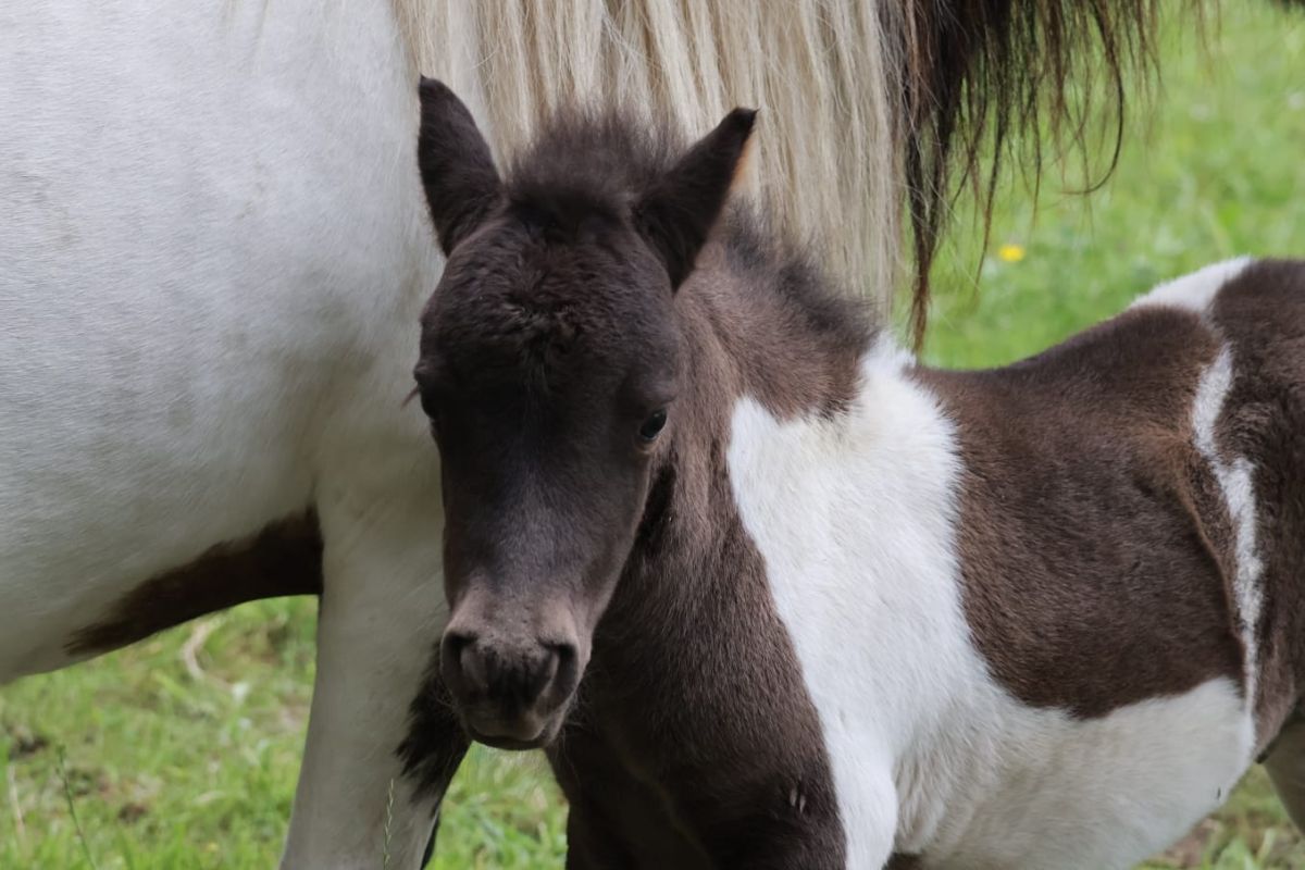 Poulain type shetland  - 152552_6846cab83d2e66-61568456.jpg