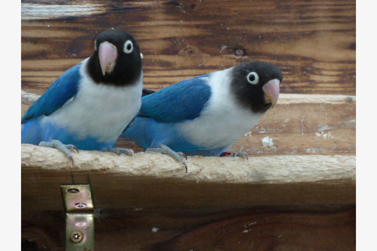 INSEPARABLES PERSONATA - 153273_684fc4d5bb9989-62033126.jpg