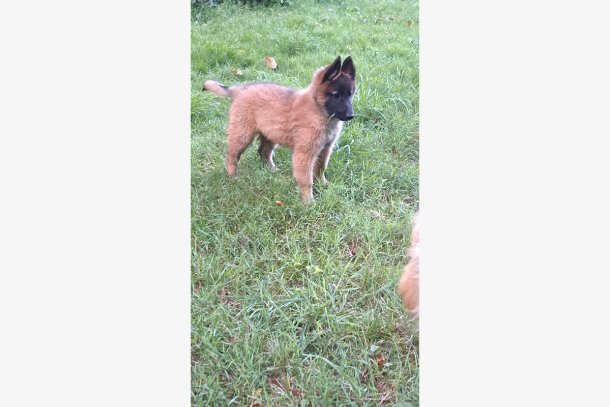 Chiots bergers belges tervueren 2 mois  - 156128_68692060c2b892-53501923.jpg