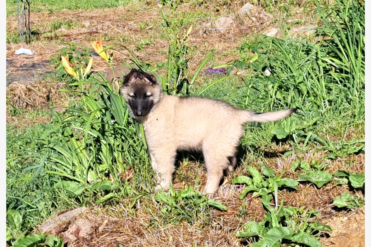 Chiots bergers belges tervueren 2 mois  - 156128_6869206784edc7-34890132.jpg