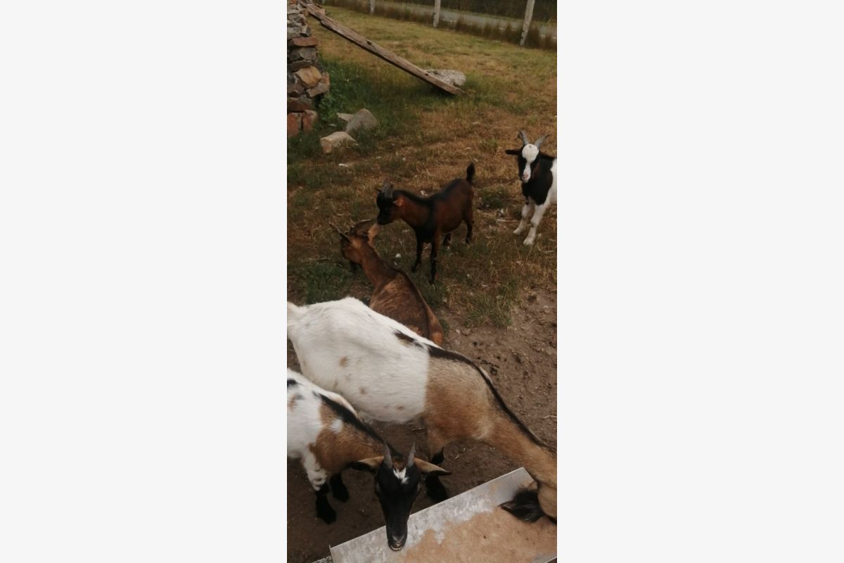Bouc - 156407_686bf9796a2e80-69124694.jpg