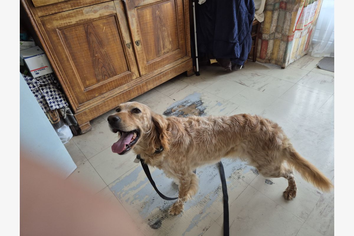 Apparence setter lemon - 157801_6888c4bfc5b5f5-17575181.jpg