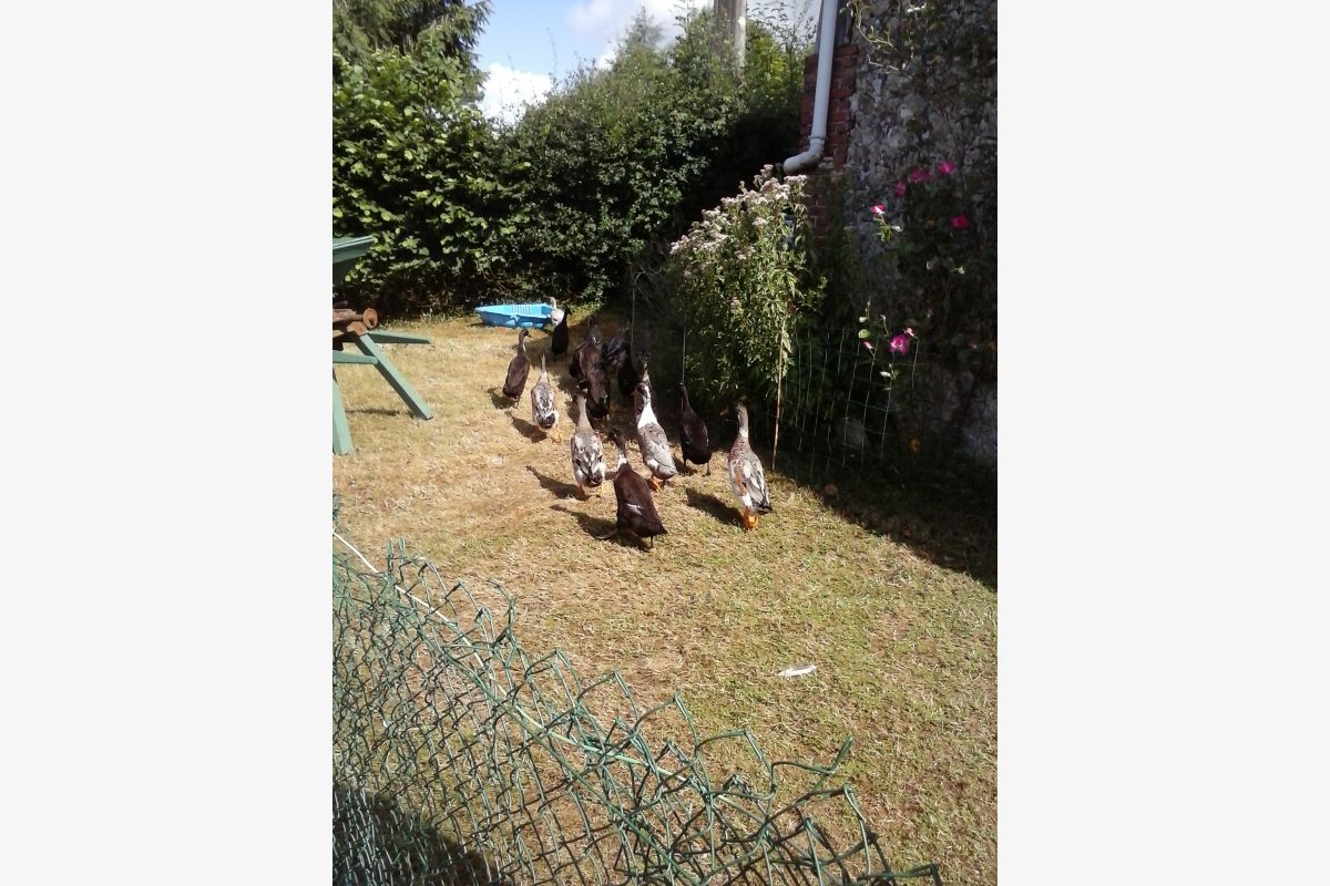 Canard - 158241_687e79cd099e32-18132044.jpg