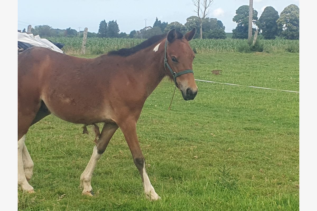 Poney 1 an - 158873_6884ce75399ec6-19538793.jpg