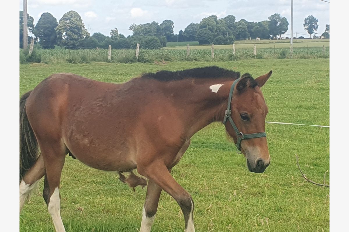 Poney 1 an - 158873_6884ce76b474f9-22095503.jpg