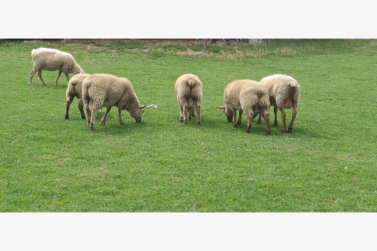 A vendre 3 béliers roussins du début de l'année  - 158890_6886300a3af3c7-66798226.jpg