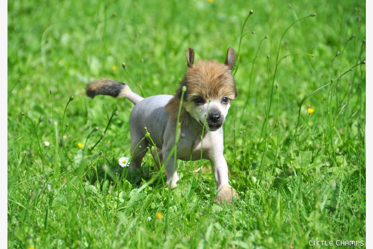 Chiots Chien Chinois LOF - 159961_689609f04ce152-84236208.jpg