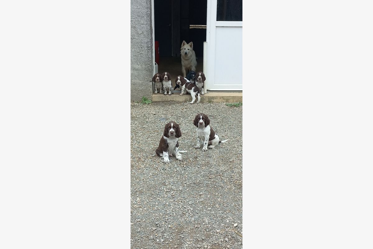 chiots springer spaniel - 160256_c4aea4baf13d569e7d8b1610b48224b1.jpg